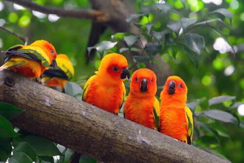 Singapore parrots Singapore parrots