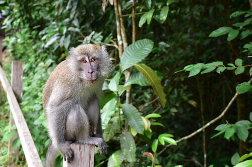 Singapore Monkey in Bukit Timah Nature Reserve