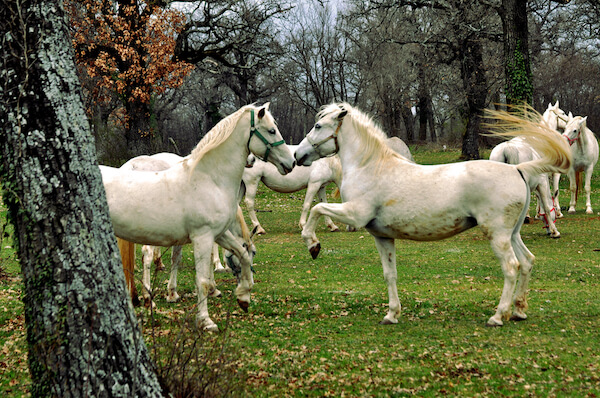 slovenia lipica horses