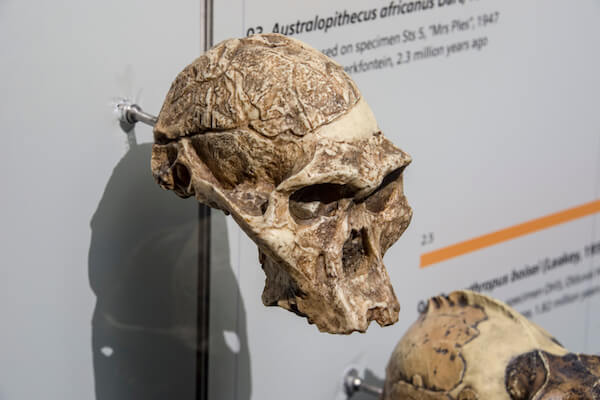 Replica of fossilised skull of Mrs Ples - image by Danny Ye/shutterstock.com
