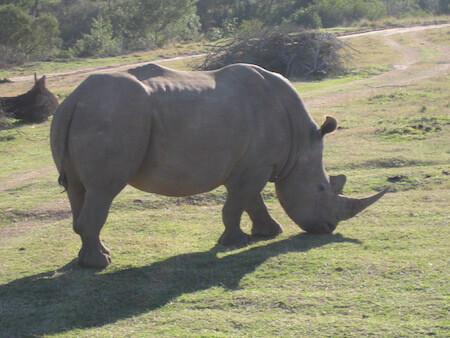 South African white rhino