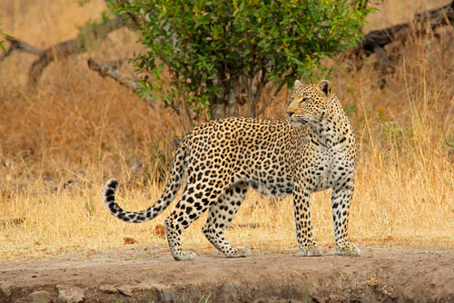 South Africa Animals | Wildlife | Big Five | Animals in South Africa South Africa Animals | Wildlife | Big Five | Animals in South Africa