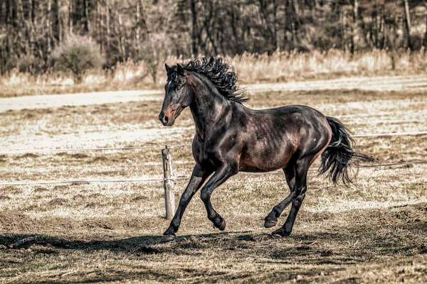 Andalusian horse