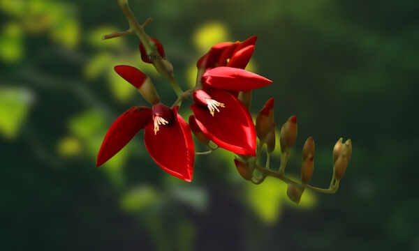 sri lanka erabadu flower