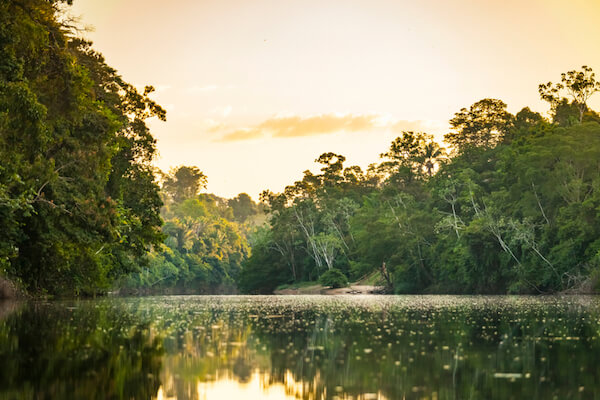 Suriname riverscape