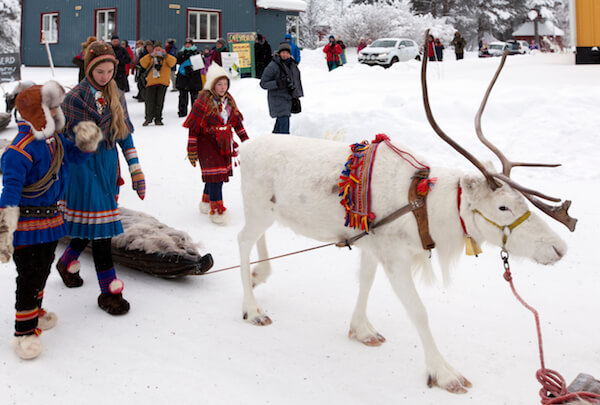 Sweden Jokkmokk Reindeer