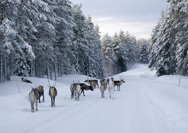 Sweden Reindeers