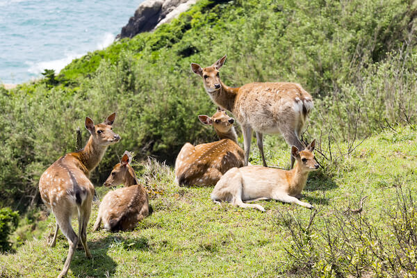 Taiwan sika deer