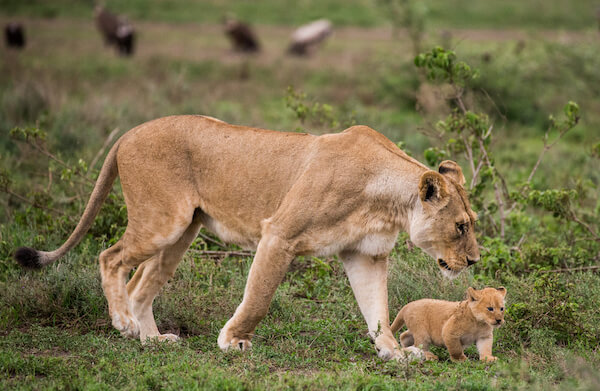 Tanzania lion and cub