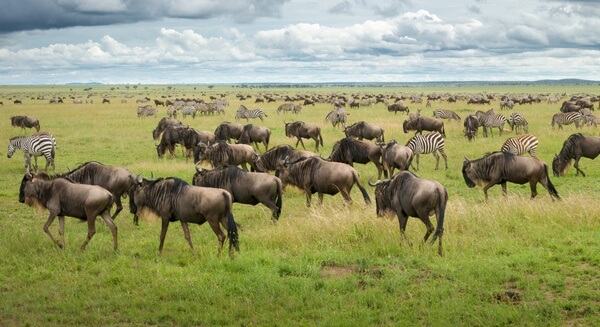 Tanzania Wildebeest