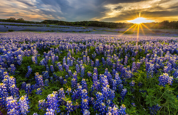 texas flowers bluebonnet