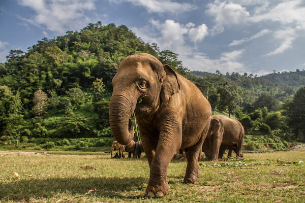 Elephant Rescue Park in Chiang Mai