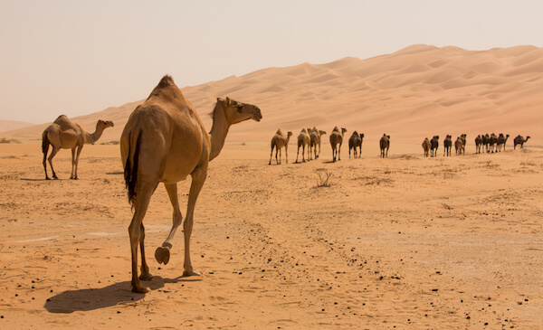 camels in the desert