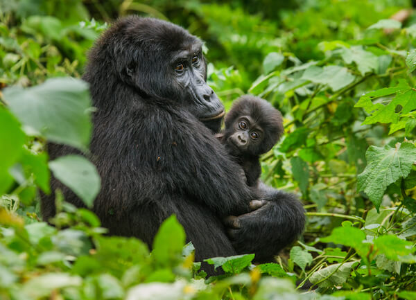 Mountain Gorilla with baby in Uganda forest