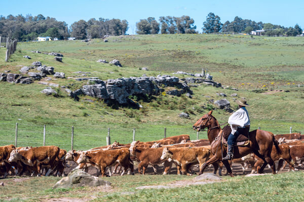 Uruguayan gaucho by Ksenia Ragozina/shutterstock.com