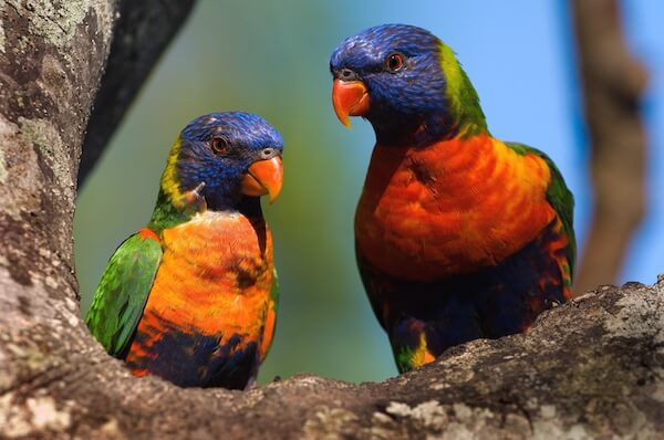 Colourful Rainbow lorikeet