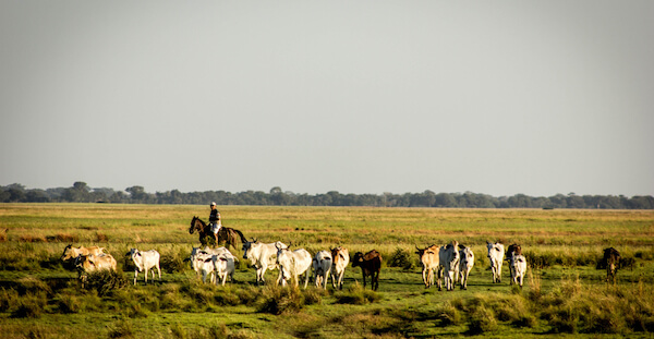 venezuela cattle farming
