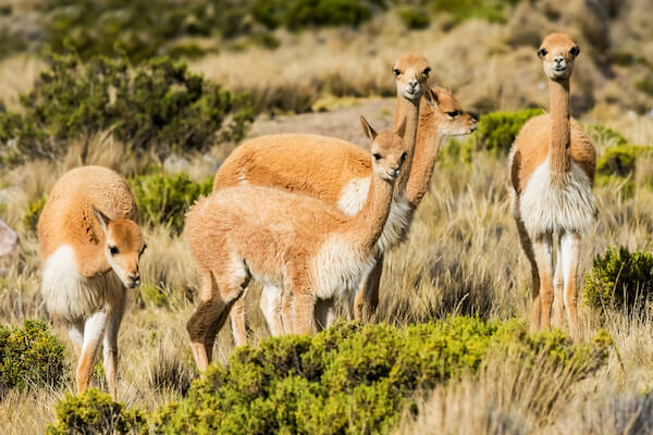 Vicuñas en la región de los Andes cerca de Arequipa