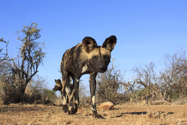 wild dog