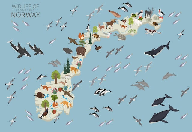 wildlife of norway vector
