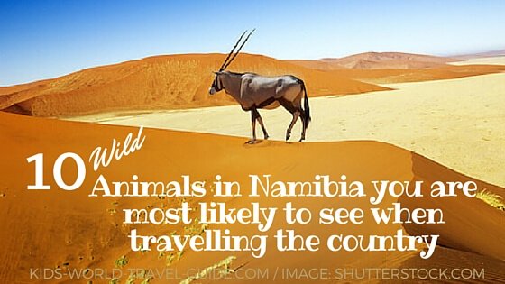 Oryx in Namibia - animals in Namibia