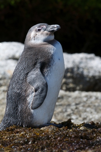 Young African penguin