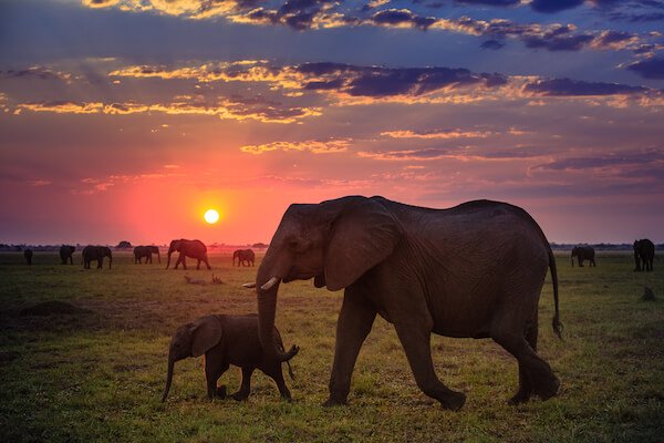 Botswana Chobe elephants
