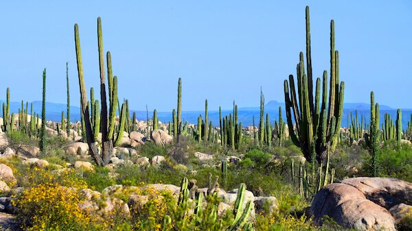Mexico's Baja California is known for its cactus valley