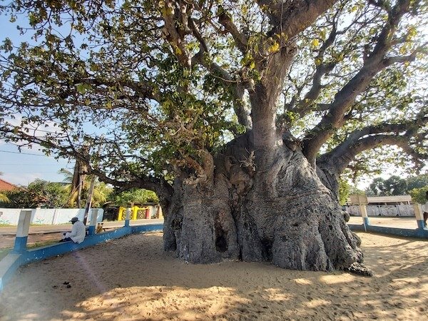 sri lanka baobab hiranga