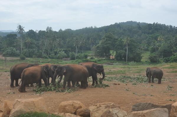 Sri Lanka elephant orphanage -  image by Hiranga Suraweera