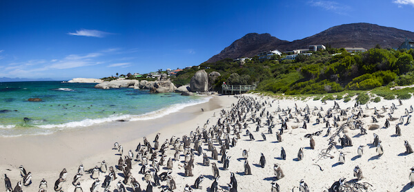 african penguin boulders beach ssk