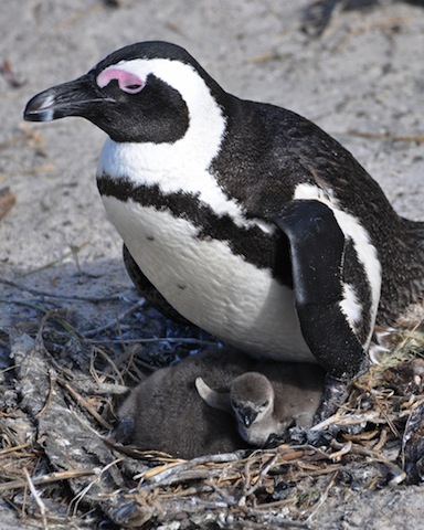 African penguin and chicks