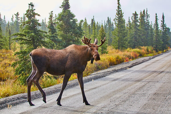 Moose in Denali National Park in Alaska
