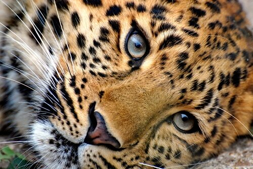 amur leopard