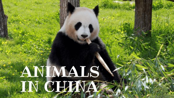 animals in china