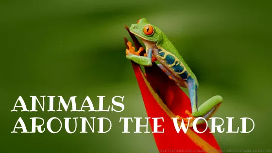 animals around the world