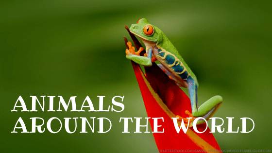 Animals around the World | Geography | Wild Animals | Animal Facts Animals around the World | Geography | Wild Animals | Animal Facts