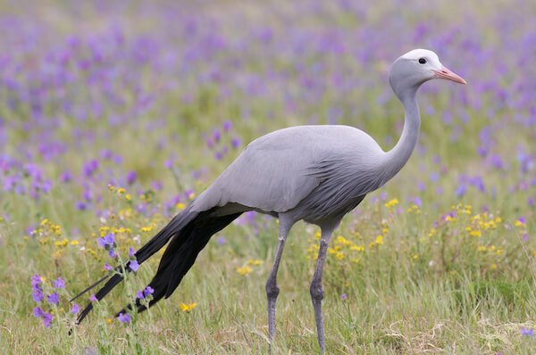 Blue Crane in meadow - the South African national bird