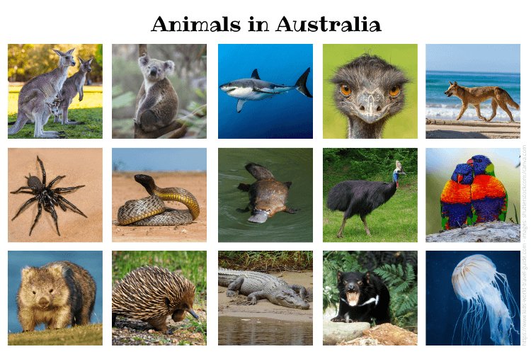 Animals in Australia - by Kids World Travel Guide
