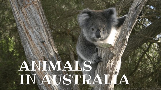 Animals in Australia: koala