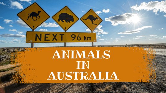 animals in australia