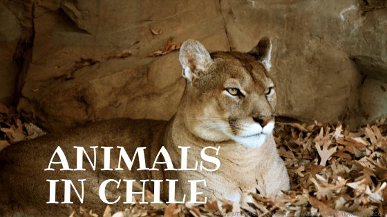 animals_in_chile