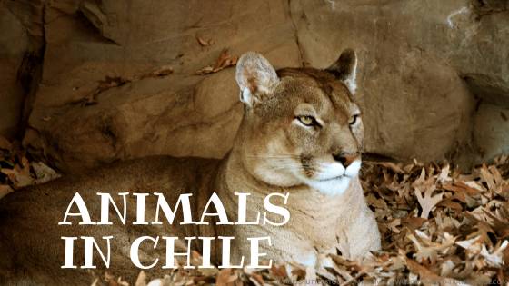 Animals around the World | Geography | Wild Animals | Animal Facts