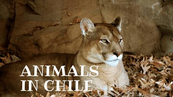 Animals around the World | Geography | Wild Animals | Animal Facts Animals around the World | Geography | Wild Animals | Animal Facts