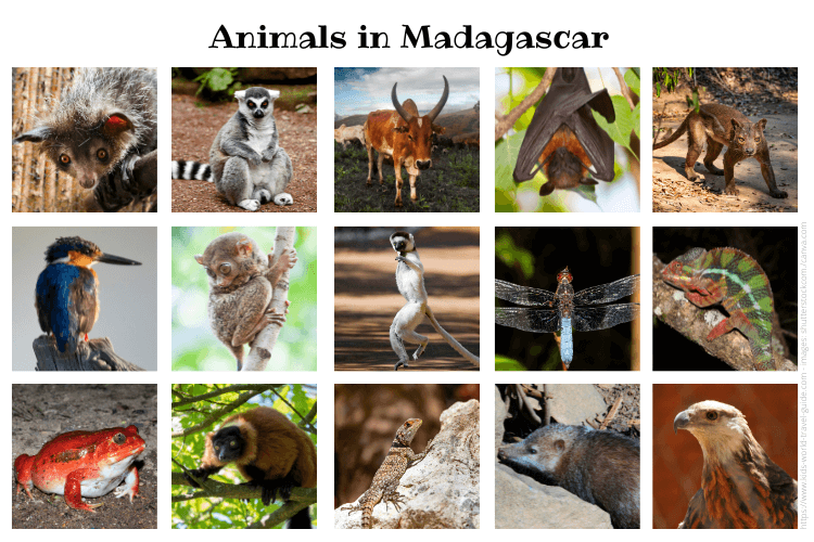 animals in madagascar