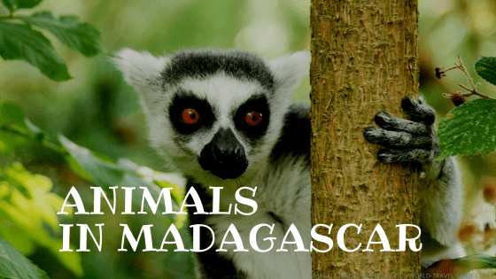 animals in madagascar tile