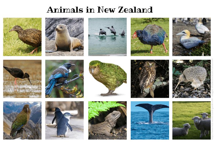 Animals in New Zealand collage - Kids World Travel Guide - images by shutterstock.com