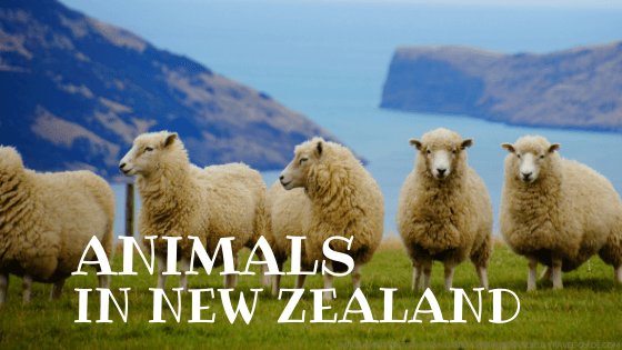 animals newzealand