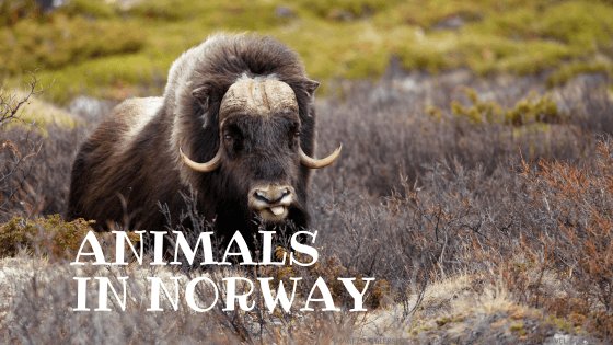 animals in norway