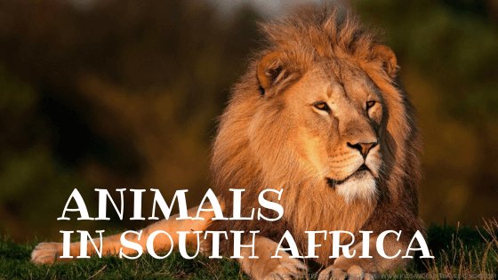 Lion - Animals in South Africa by Kids World Travel Guide